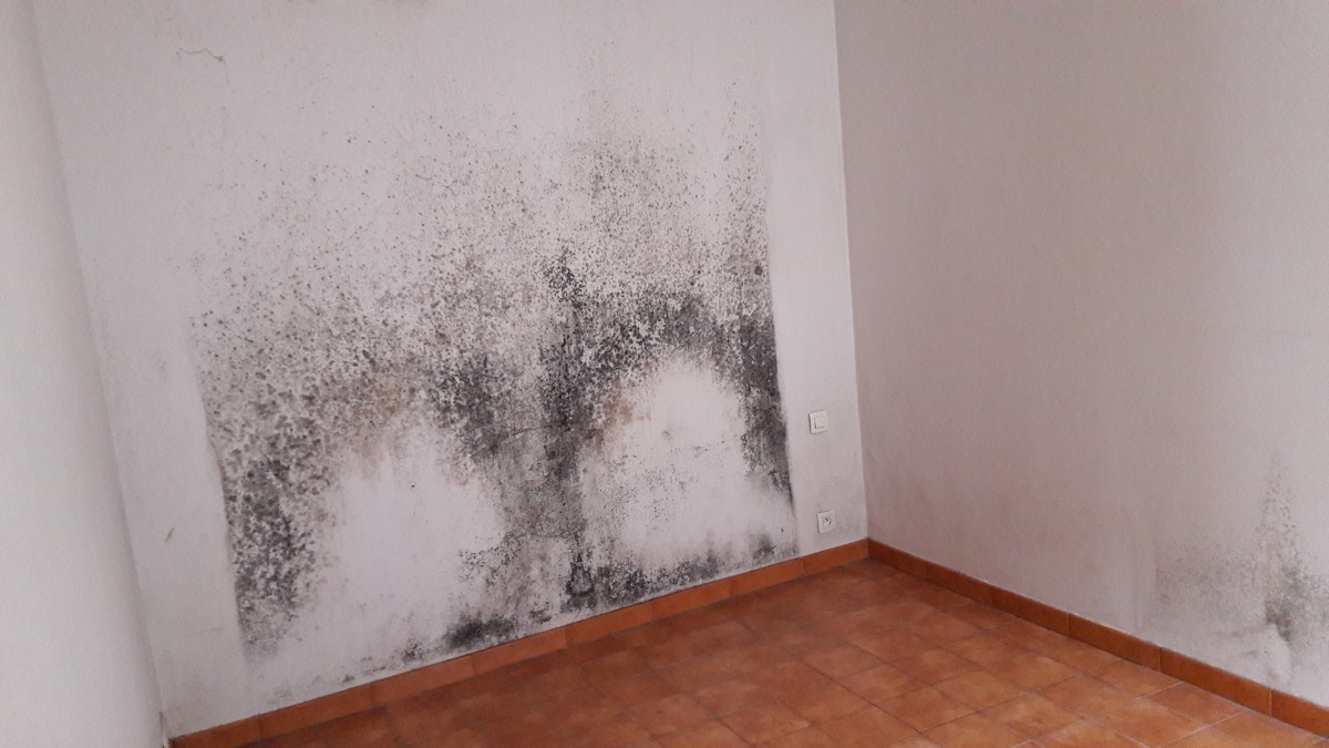 Moisissures - Expertise humidité à Alençon